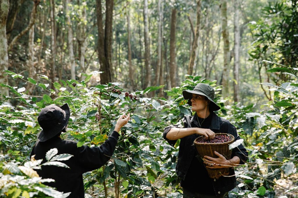 farmers harvesting coffee